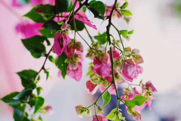 Wake up and smell the roses 3 doaa fadally DTrNO MiB0k unsplash